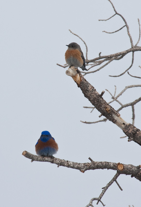 Western Bluebirds In Tree